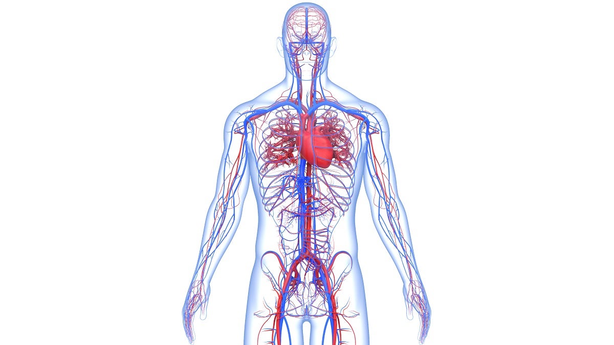 cardiovascular system of human body from thighs to head